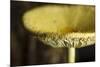 USA, Oregon, Keizer, yellow mushroom that sprung up in houseplant pot.-Rick A. Brown-Mounted Photographic Print