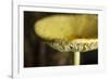 USA, Oregon, Keizer, yellow mushroom that sprung up in houseplant pot.-Rick A. Brown-Framed Photographic Print