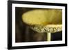 USA, Oregon, Keizer, yellow mushroom that sprung up in houseplant pot.-Rick A. Brown-Framed Photographic Print