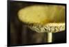 USA, Oregon, Keizer, yellow mushroom that sprung up in houseplant pot.-Rick A. Brown-Framed Photographic Print