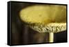 USA, Oregon, Keizer, yellow mushroom that sprung up in houseplant pot.-Rick A. Brown-Framed Stretched Canvas