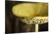 USA, Oregon, Keizer, yellow mushroom that sprung up in houseplant pot.-Rick A. Brown-Stretched Canvas