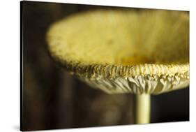 USA, Oregon, Keizer, yellow mushroom that sprung up in houseplant pot.-Rick A. Brown-Stretched Canvas