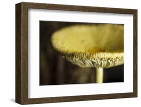 USA, Oregon, Keizer, yellow mushroom that sprung up in houseplant pot.-Rick A. Brown-Framed Photographic Print