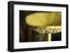 USA, Oregon, Keizer, yellow mushroom that sprung up in houseplant pot.-Rick A. Brown-Framed Photographic Print