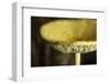 USA, Oregon, Keizer, yellow mushroom that sprung up in houseplant pot.-Rick A. Brown-Framed Photographic Print