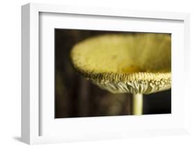 USA, Oregon, Keizer, yellow mushroom that sprung up in houseplant pot.-Rick A. Brown-Framed Photographic Print