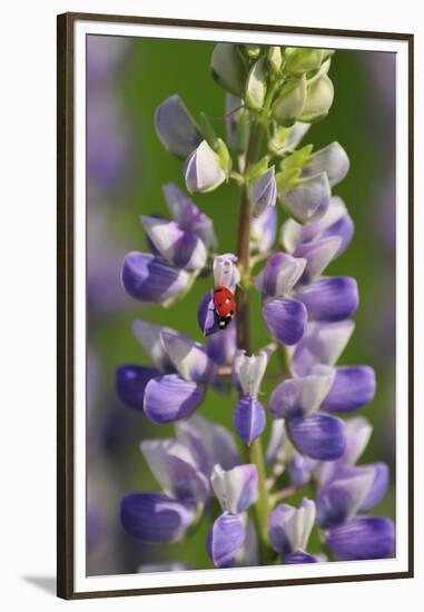 USA, Oregon. Ladybug on Lupine Flower-Steve Terrill-Framed Premium Photographic Print