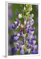 USA, Oregon. Ladybug on Lupine Flower-Steve Terrill-Framed Premium Photographic Print