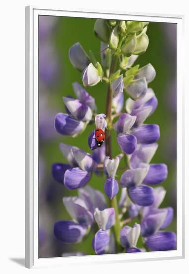 USA, Oregon. Ladybug on Lupine Flower-Steve Terrill-Framed Premium Photographic Print