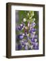 USA, Oregon. Ladybug on Lupine Flower-Steve Terrill-Framed Photographic Print