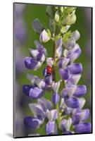 USA, Oregon. Ladybug on Lupine Flower-Steve Terrill-Mounted Photographic Print