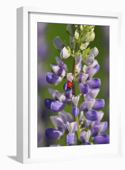 USA, Oregon. Ladybug on Lupine Flower-Steve Terrill-Framed Photographic Print