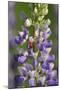 USA, Oregon. Ladybug on Lupine Flower-Steve Terrill-Mounted Photographic Print