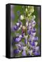 USA, Oregon. Ladybug on Lupine Flower-Steve Terrill-Framed Stretched Canvas