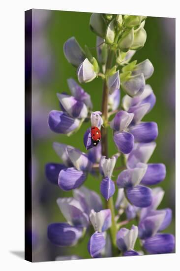USA, Oregon. Ladybug on Lupine Flower-Steve Terrill-Stretched Canvas