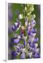 USA, Oregon. Ladybug on Lupine Flower-Steve Terrill-Framed Photographic Print