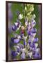 USA, Oregon. Ladybug on Lupine Flower-Steve Terrill-Framed Photographic Print