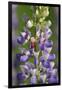 USA, Oregon. Ladybug on Lupine Flower-Steve Terrill-Framed Photographic Print