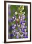 USA, Oregon. Ladybug on Lupine Flower-Steve Terrill-Framed Premium Photographic Print