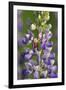 USA, Oregon. Ladybug on Lupine Flower-Steve Terrill-Framed Premium Photographic Print