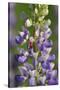 USA, Oregon. Ladybug on Lupine Flower-Steve Terrill-Stretched Canvas