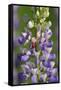 USA, Oregon. Ladybug on Lupine Flower-Steve Terrill-Framed Stretched Canvas