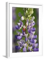 USA, Oregon. Ladybug on Lupine Flower-Steve Terrill-Framed Photographic Print