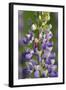 USA, Oregon. Ladybug on Lupine Flower-Steve Terrill-Framed Photographic Print