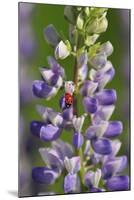 USA, Oregon. Ladybug on Lupine Flower-Steve Terrill-Mounted Photographic Print