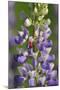 USA, Oregon. Ladybug on Lupine Flower-Steve Terrill-Mounted Photographic Print