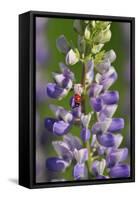 USA, Oregon. Ladybug on Lupine Flower-Steve Terrill-Framed Stretched Canvas