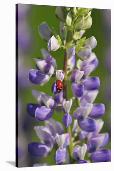 USA, Oregon. Ladybug on Lupine Flower-Steve Terrill-Stretched Canvas