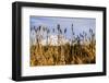 USA, Oregon. Lava Lake, cattails in foreground, Broken Top Mountain in background.-Alison Jones-Framed Photographic Print