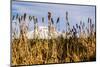 USA, Oregon. Lava Lake, cattails in foreground, Broken Top Mountain in background.-Alison Jones-Mounted Photographic Print