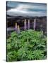 USA, Oregon. Lupine Next to Metolius River-Steve Terrill-Stretched Canvas