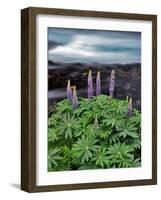 USA, Oregon. Lupine Next to Metolius River-Steve Terrill-Framed Photographic Print