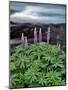 USA, Oregon. Lupine Next to Metolius River-Steve Terrill-Mounted Photographic Print