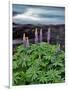 USA, Oregon. Lupine Next to Metolius River-Steve Terrill-Framed Photographic Print