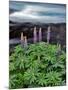 USA, Oregon. Lupine Next to Metolius River-Steve Terrill-Mounted Photographic Print