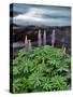 USA, Oregon. Lupine Next to Metolius River-Steve Terrill-Stretched Canvas