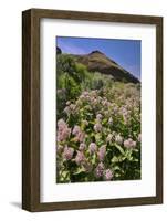 USA, Oregon. Milkweed and Cliff-Steve Terrill-Framed Photographic Print