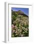 USA, Oregon. Milkweed and Cliff-Steve Terrill-Framed Photographic Print