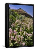 USA, Oregon. Milkweed and Cliff-Steve Terrill-Framed Stretched Canvas