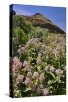 USA, Oregon. Milkweed and Cliff-Steve Terrill-Stretched Canvas