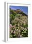 USA, Oregon. Milkweed and Cliff-Steve Terrill-Framed Photographic Print