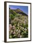 USA, Oregon. Milkweed and Cliff-Steve Terrill-Framed Photographic Print