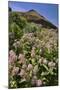 USA, Oregon. Milkweed and Cliff-Steve Terrill-Mounted Photographic Print