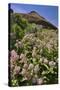 USA, Oregon. Milkweed and Cliff-Steve Terrill-Stretched Canvas