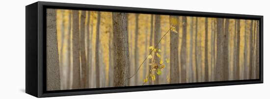 USA, Oregon, Morrow County. Poplar Trees at the Boardman Tree farm. Panorama.-Brent Bergherm-Framed Stretched Canvas